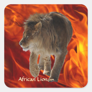 LION AFRICAIN Big 5 Big Cat Stickers photo faune