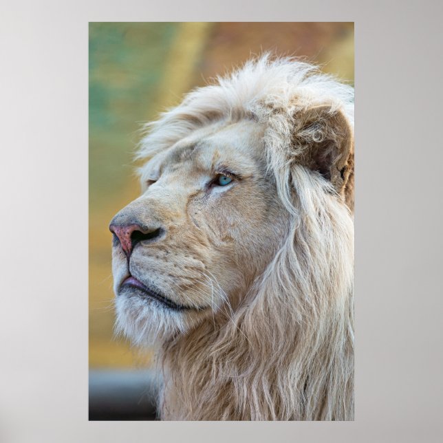 Lion Animal Wall Poster (Vorne)