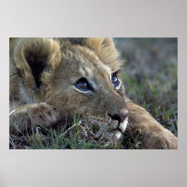 Lion Baby Poster (Vorne)