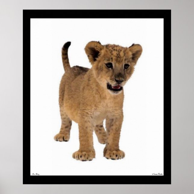 Lion Baby Poster (Vorne)