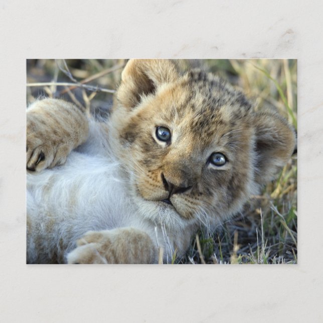 Lion Baby Postkarte (Vorderseite)