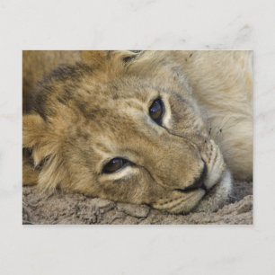 Lion Baby Postkarte