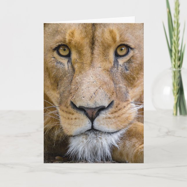 LION BIRTHDAY GREETING CARD KARTE (Vorderseite)