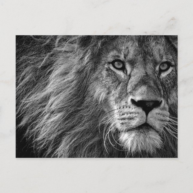 Lion Black & White Postkarte (Vorderseite)