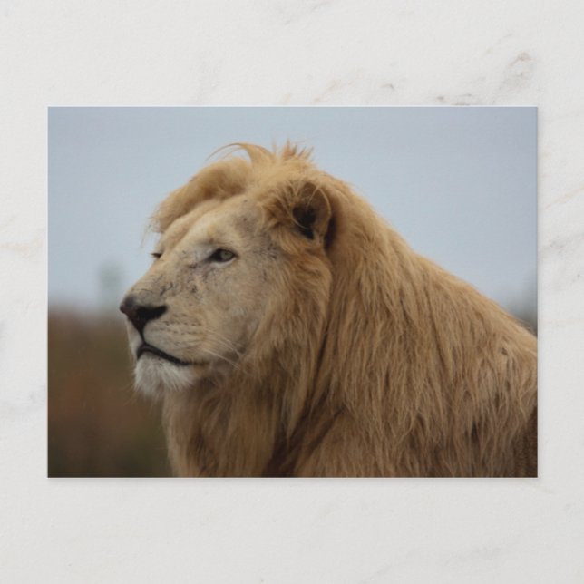 Lion blanc - Carte postale (Devant)