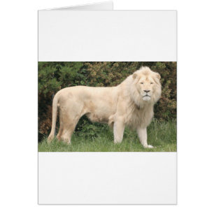 Lion blanc majestueux