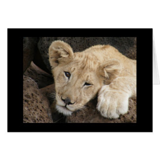 Lion cub