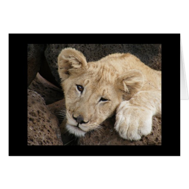 Lion cub (Vorderseite (Horizontal))