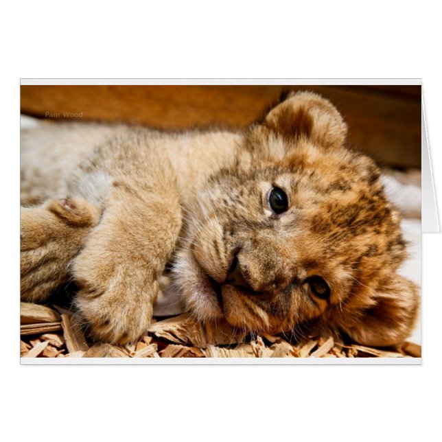 Lion Cub (Vorderseite (Horizontal))