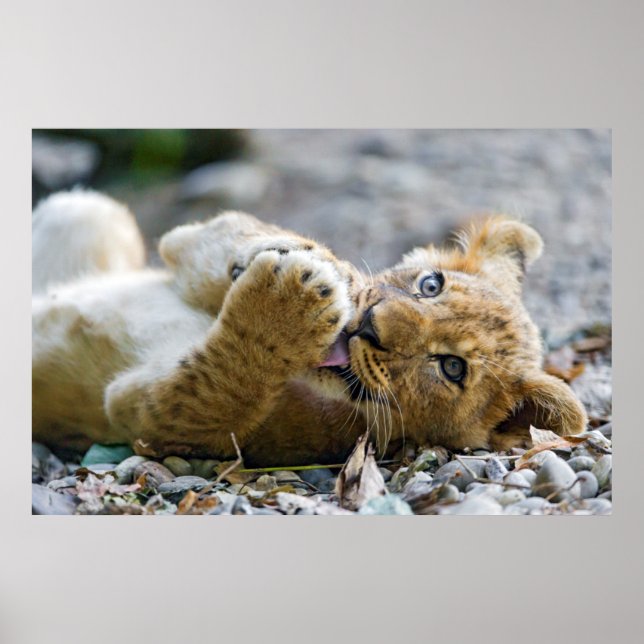 Lion Cub 2 Poster (Vorne)