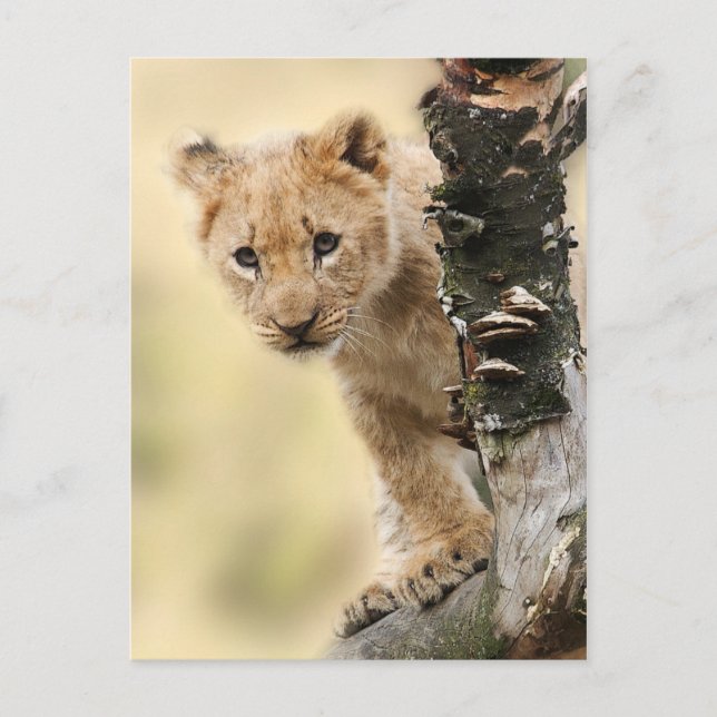 Lion Cub Climbing Tree Niedliches Foto Postkarte (Vorderseite)