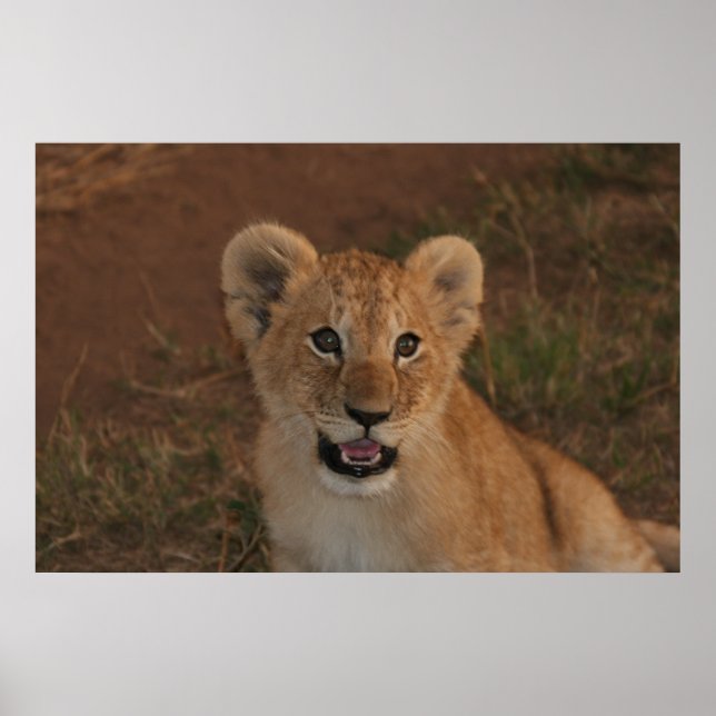 Lion cub in Masai Mara Poster (Vorne)