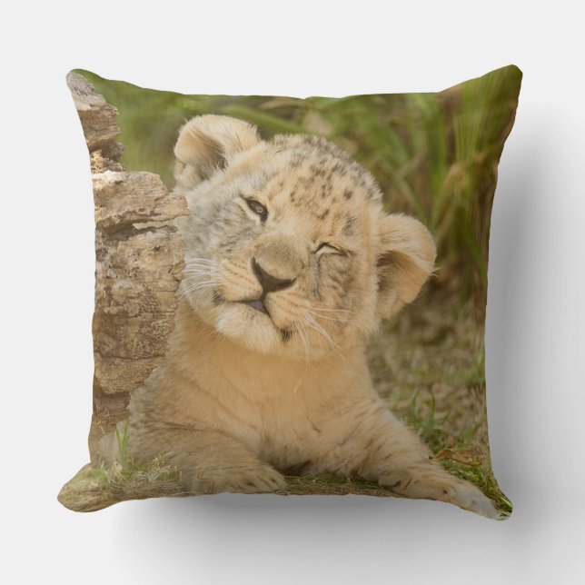 Lion Cub Kissen (Vorderseite)