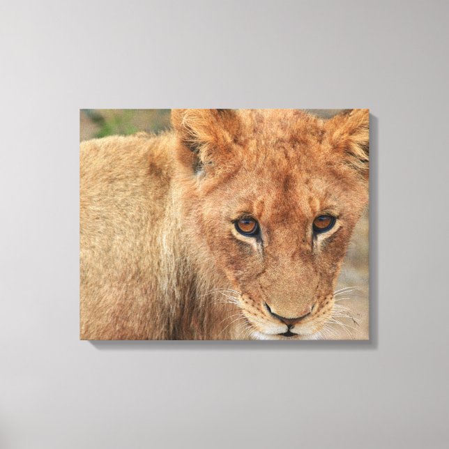 Lion Cub Leinwanddruck (Vorderseite)