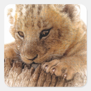 Lion cub nahe niedliche Augen aussehen Quadratischer Aufkleber