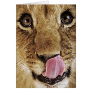 Lion cub (Panthera leo) leckende Nase, nah