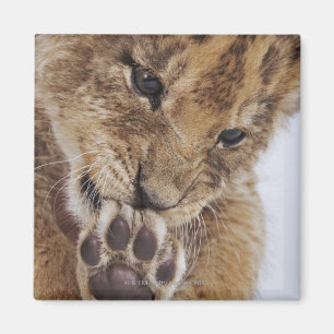 Lion cub (Panthera leo) leckende Pfote, nah Magnet