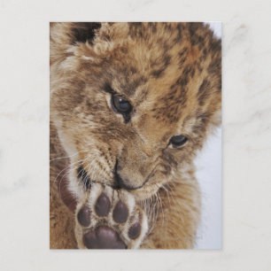 Lion cub (Panthera leo) leckende Pfote, nah Postkarte