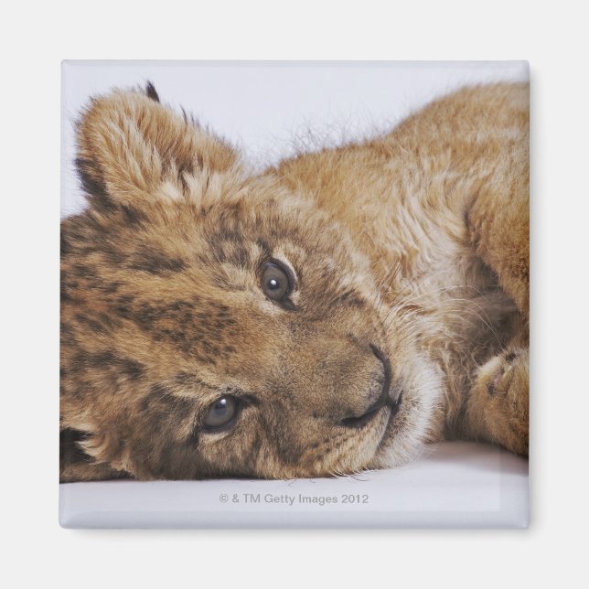Lion cub (Panthera leo) liegt nebeneinander, nah Magnet (Vorne)