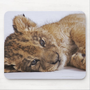 Lion cub (Panthera leo) liegt nebeneinander, nah Mousepad
