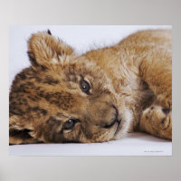 Lion cub (Panthera leo) liegt nebeneinander, nah
