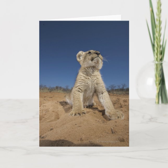 Lion Cub (Panthera Leo) sitzend auf Sand, Namibia Karte (Vorderseite)
