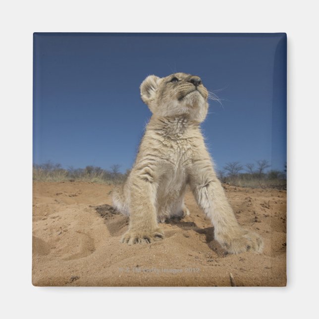 Lion Cub (Panthera Leo) sitzend auf Sand, Namibia Magnet (Vorne)