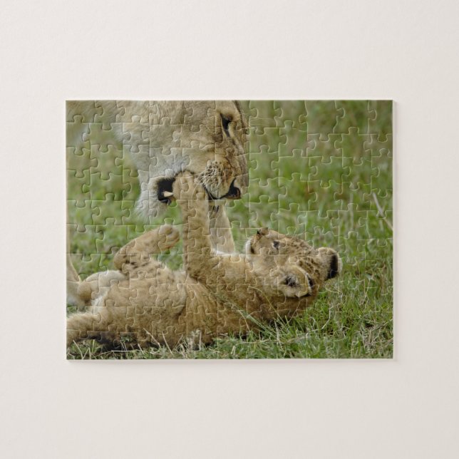 Lion Cub Playing (Horizontal)
