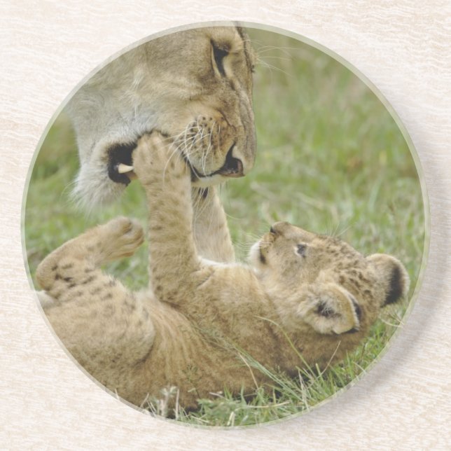 Lion Cub Playing Untersetzer (Vorne)