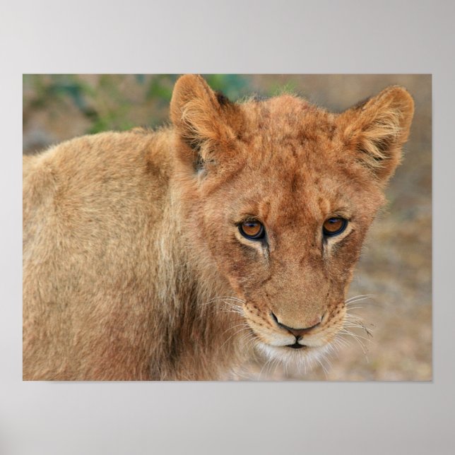 Lion Cub Poster (Vorne)