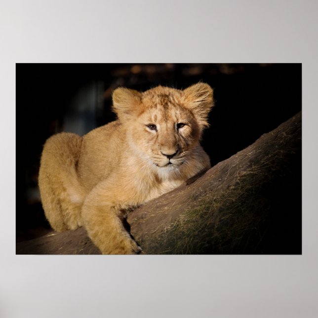 Lion Cub Poster (Vorne)