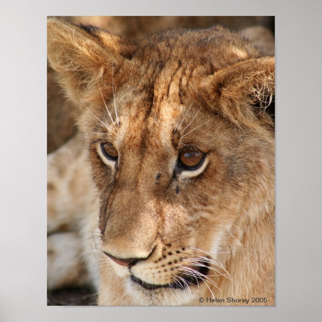 Lion Cub Poster (Vorne)