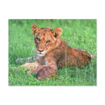 Lion cub und Schildkröte