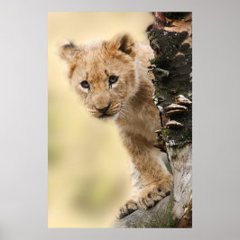 Lion Cub up a tree in Tansania Poster
