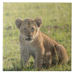 Lion Cube in naturafrikanischer Umgebung Fliese