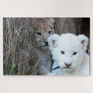Lion Cubs