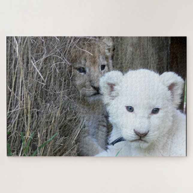 Lion Cubs (Horizontal)
