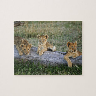 Lion Cubs auf Log