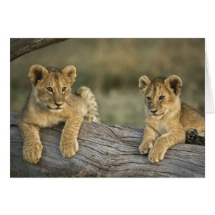 Lion Cubs auf Log