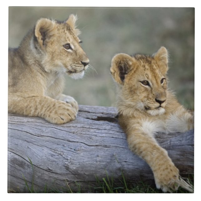 Lion Cubs auf Log Fliese (Vorderseite)