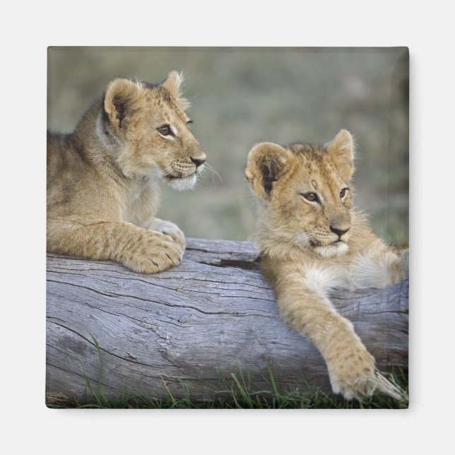 Lion Cubs auf Log Magnet (Vorne)