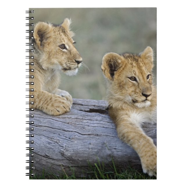 Lion Cubs auf Log Notizblock (Vorderseite)