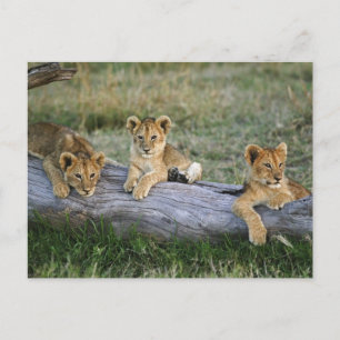 Lion Cubs auf Log Postkarte