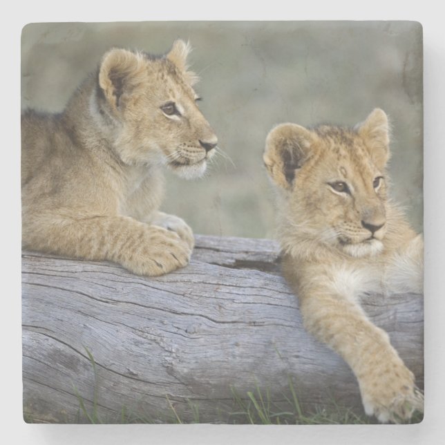 Lion Cubs auf Log Steinuntersetzer (Vorderseite)