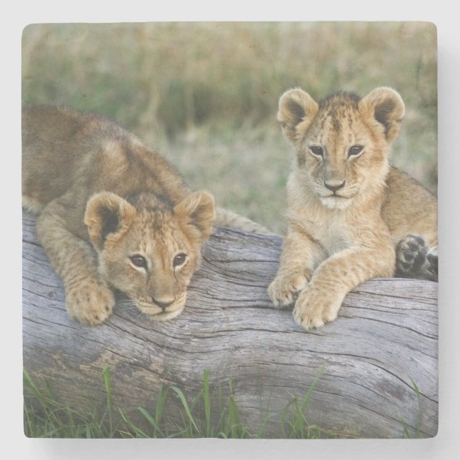 Lion Cubs auf Log Steinuntersetzer (Vorderseite)