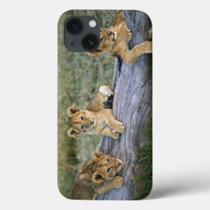 Lion Cubs on Log Case-Mate iPhone Hülle