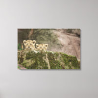 Lion Cubs pinkeln über den Felsen
