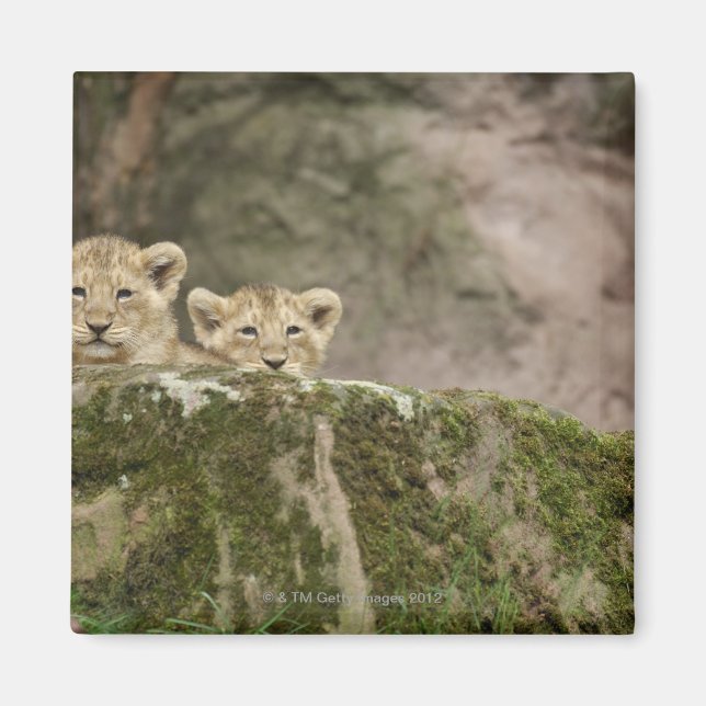 Lion Cubs pinkeln über den Felsen Magnet (Vorne)