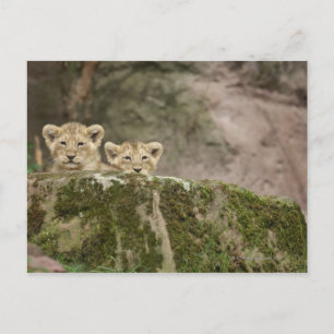 Lion Cubs pinkeln über den Felsen Postkarte