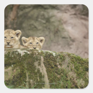 Lion Cubs pinkeln über den Felsen Quadratischer Aufkleber